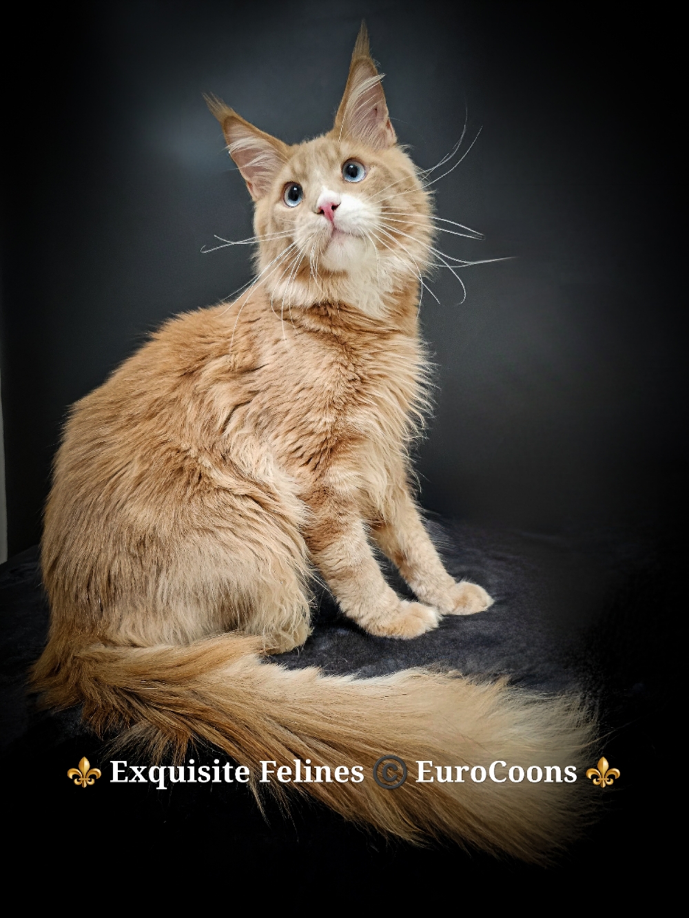 orange maine coon kitten - blue eyes