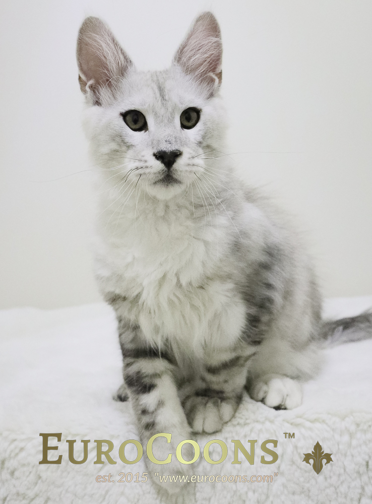 silver maine coon kittens for sale