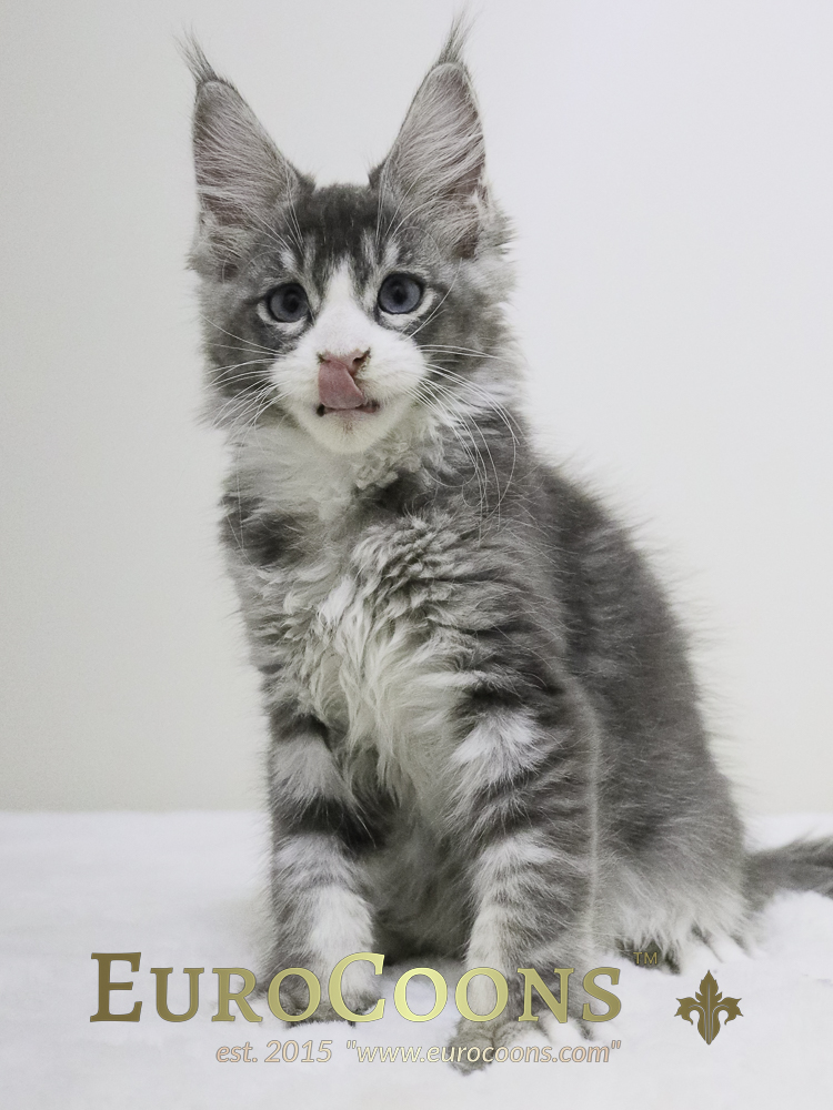 blue maine coon - maine coon kittens for sale - blue eyed maine coon