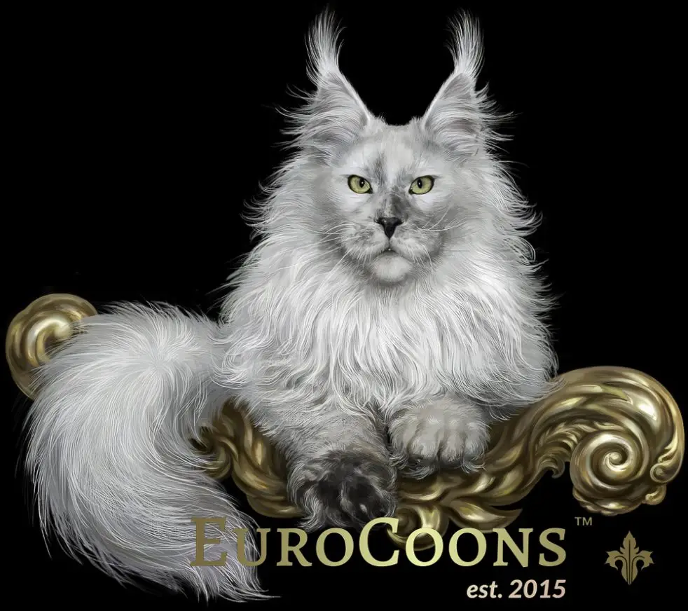 Maine Coon Kittens for sale - Maine Coon Cats for Sale - european maine coon