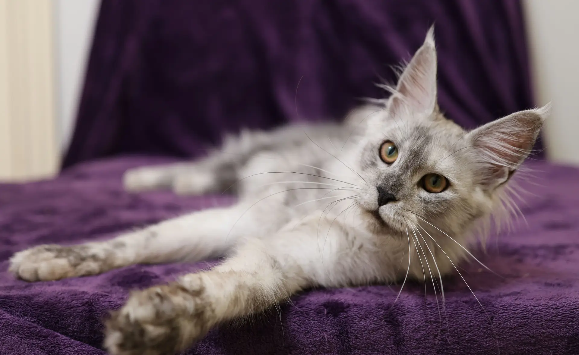 can-maine-coon-cats-go-outside