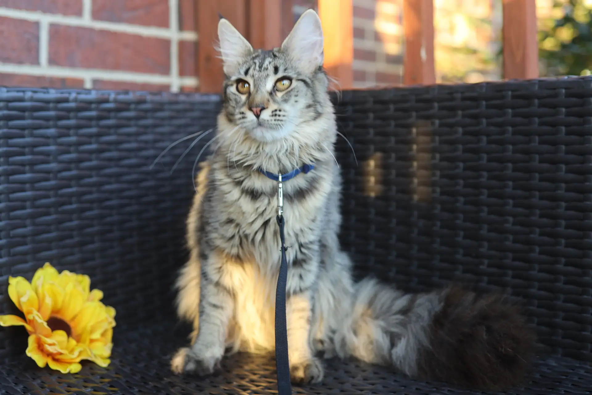 how-much-space-do-you-need-for-a-maine-coon-kitten