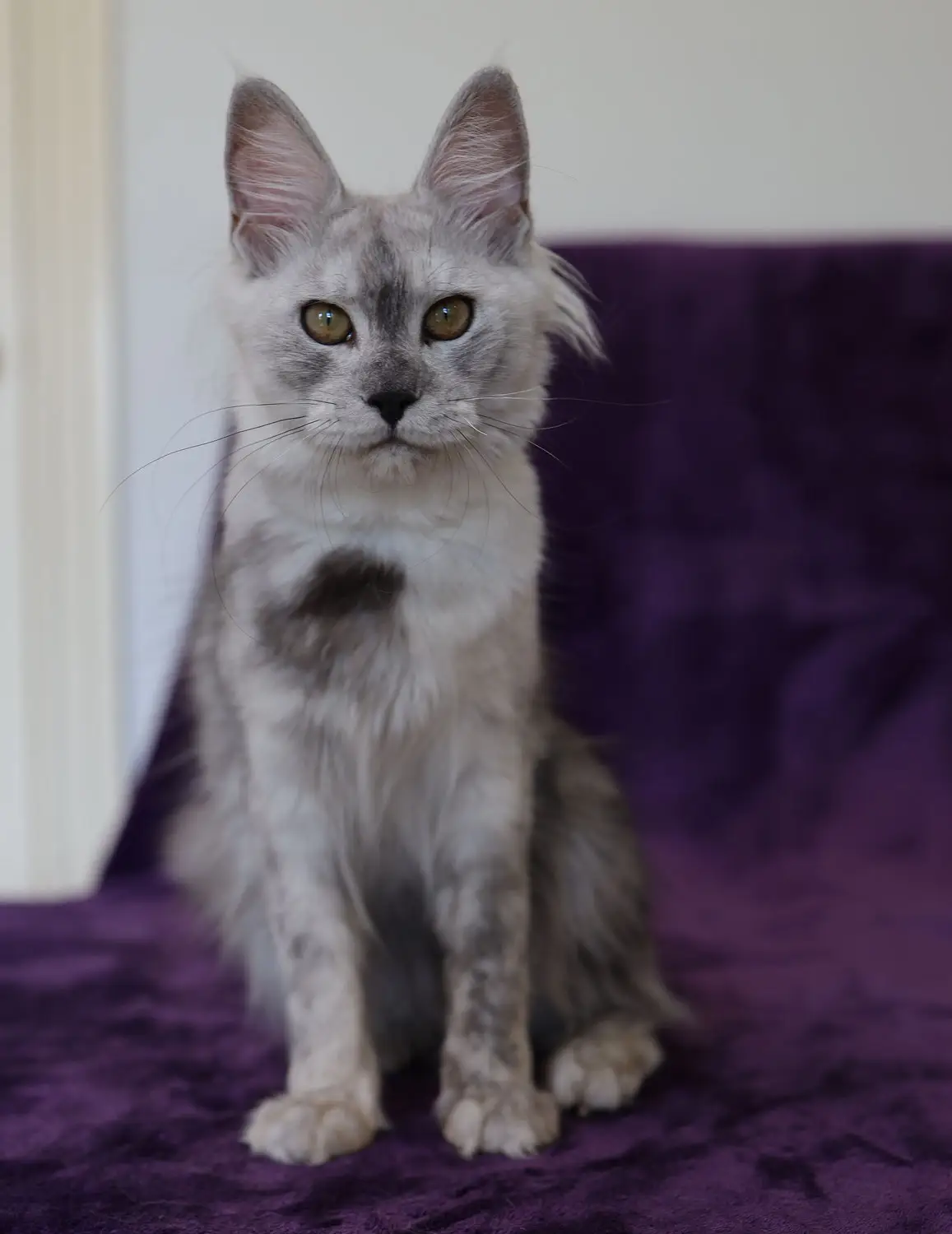 smoke-maine-coon-the-maine-coon-cat-with-the-most-beautiful-fur-in-the-world