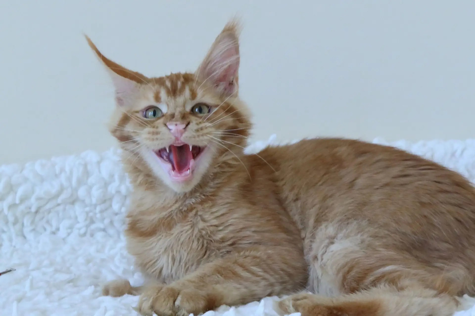 what-do-maine-coons-eat-and-why-is-my-maine-coon-always-hungry (1)